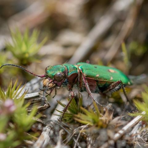 Invertebrate in the Birmingham and Black Country 