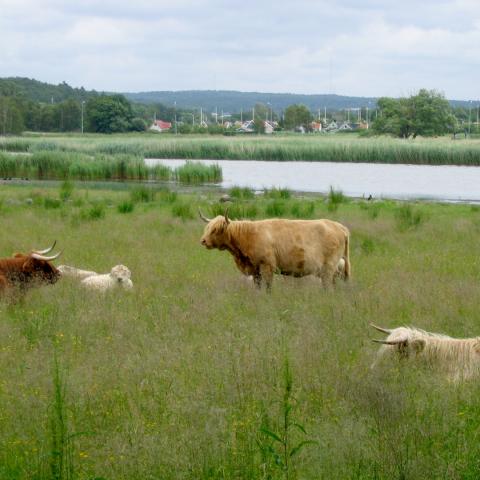 Four cows standing in tall grass, a river in the background and some building further back
