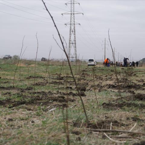 Row of planted saplings in the area 