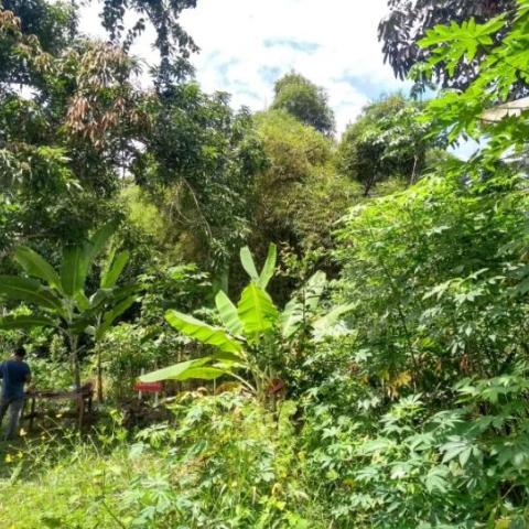 First results of reforestation with the implementation of the Agroforestry System 