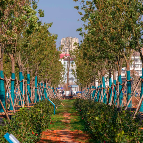 Chaowan park and garden 