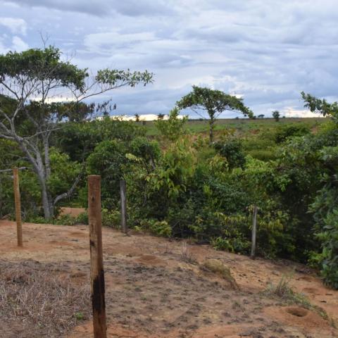 View of one of the plots to be reforested