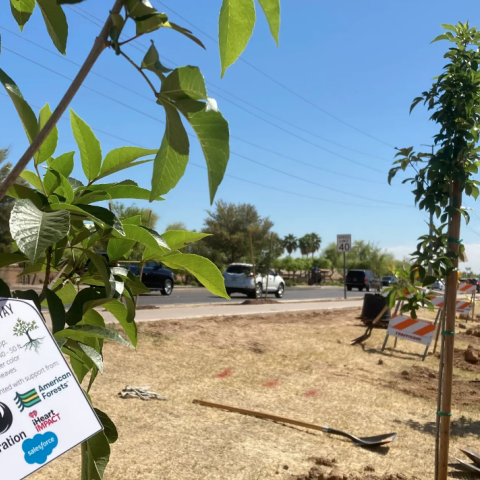 An overview of three trees planted along the road. 