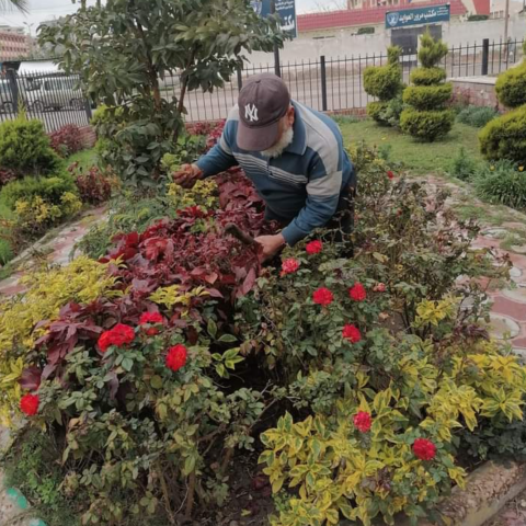 A person planting new shrubs in a green area. 