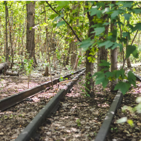 A forest grew among the vacant train tracks