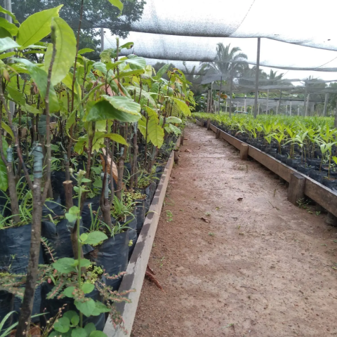 Beds in the garden