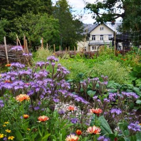 Flowers and vegetables in an open area of the garden, and a house in the background