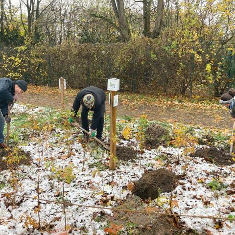 Members of TinyForestBerlin plant trees