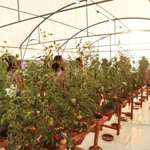 Inside the greenhouse where plants for consumption are grown 