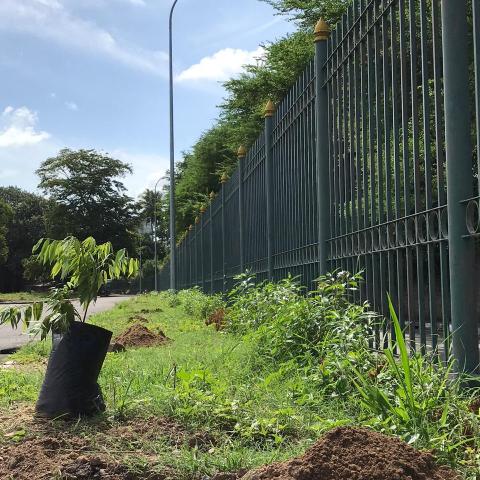 Tree planting activity at the Borella Cemetery