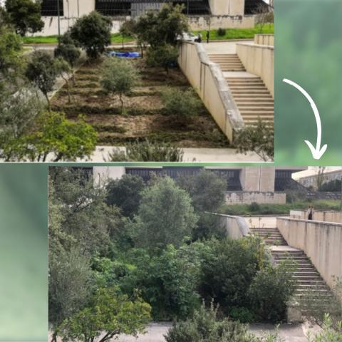 Before and after of the plot at the university campus