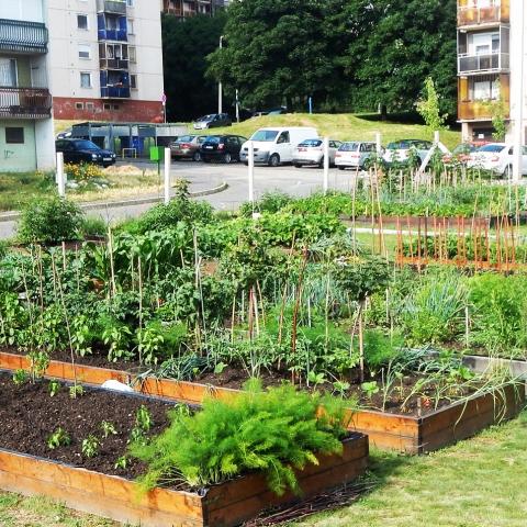 Avasi garden 