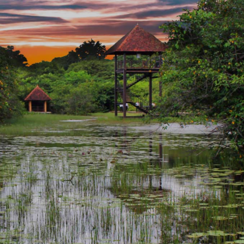 Wetland in Colombo