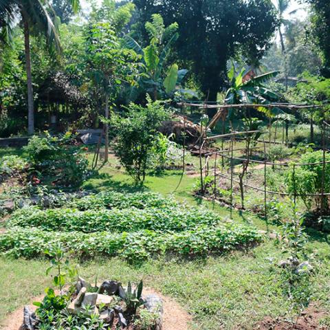 Crops of the Metta Garden