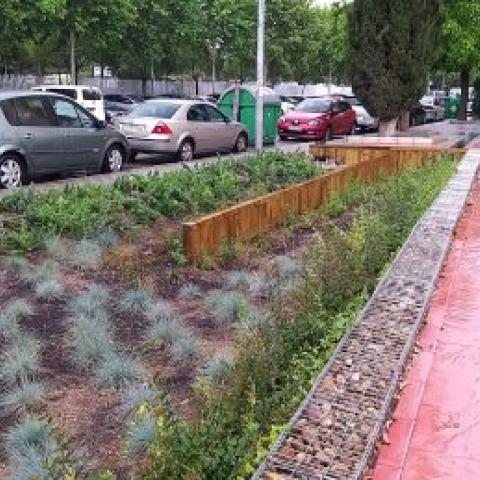 A photo showing the rain garden, including a variety of low green plants, between the road and the infiltration zone