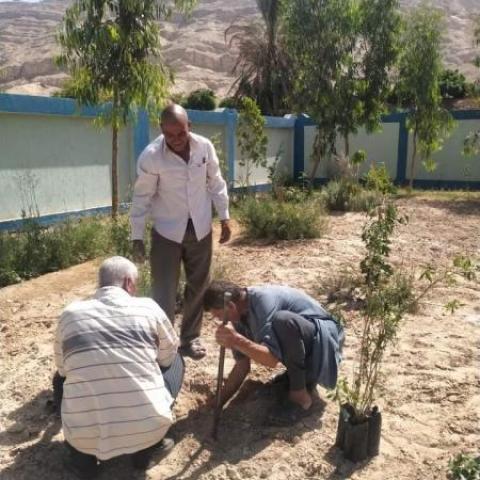 Tree planting