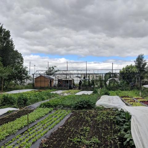 Gnomes Farm 