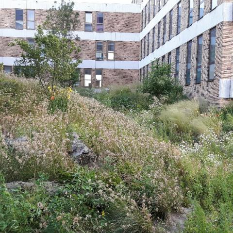 Rain Garden on City Island