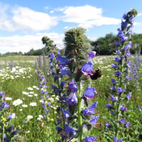 Buff Tailed Bee (Bombus terrestris) at the Grangepans Site Visit (2017) 