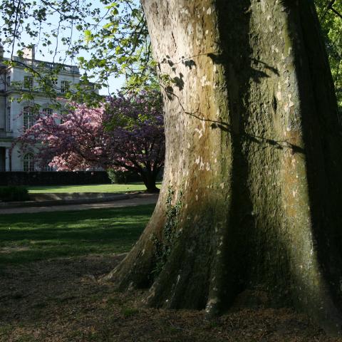 Charter for Trees (2011)
