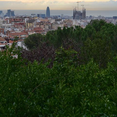 Tree Master Plan of Barcelona