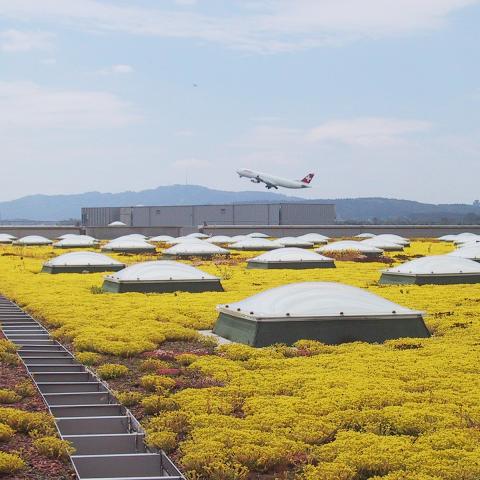 Green Roof at the Zurich-Kloten International Airport (2010)