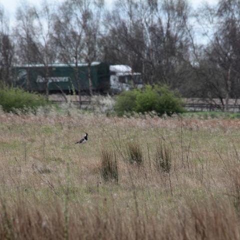 Lapwings on your Doorstep (2013)