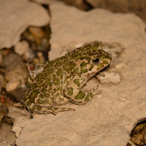 European Green Toad (Bufotes variabilis)