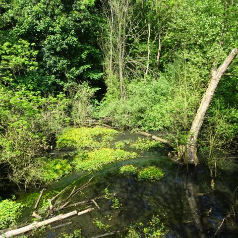 Rewetting Sandall Beat Wood (2017)