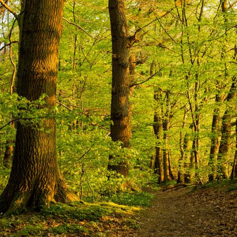 Villeforests - Life forests - waterworlds 