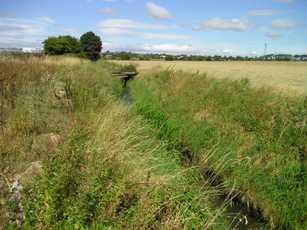 Good water vole habitat web (Ref. 1) 
