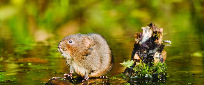 Water Vole Owler Beck restoration Elliott Neep Ref. 1