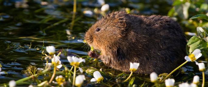 Water vole by K. Garside 
