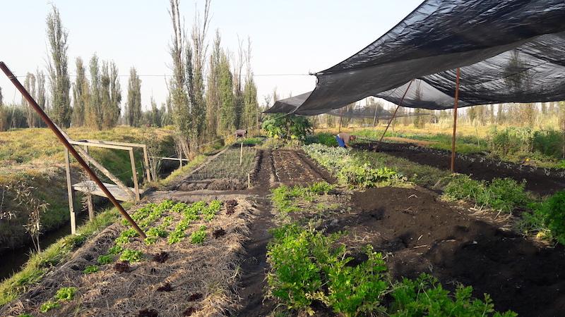Traditional cultivation practices in Xochimilco borough