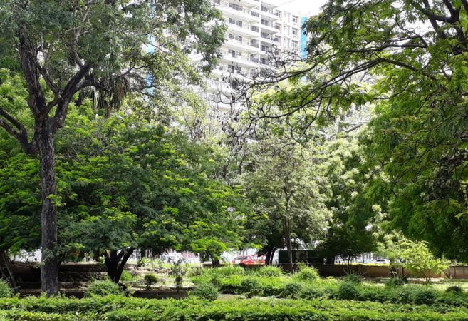 An urban jungle in Tanzania