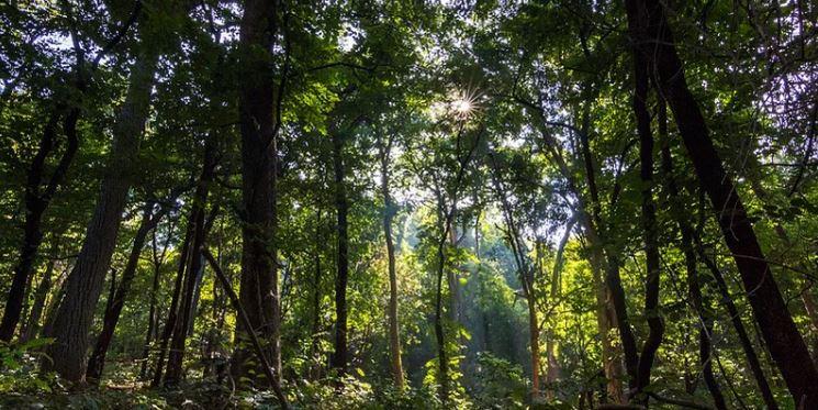 Mini Forest by Tree Plantations