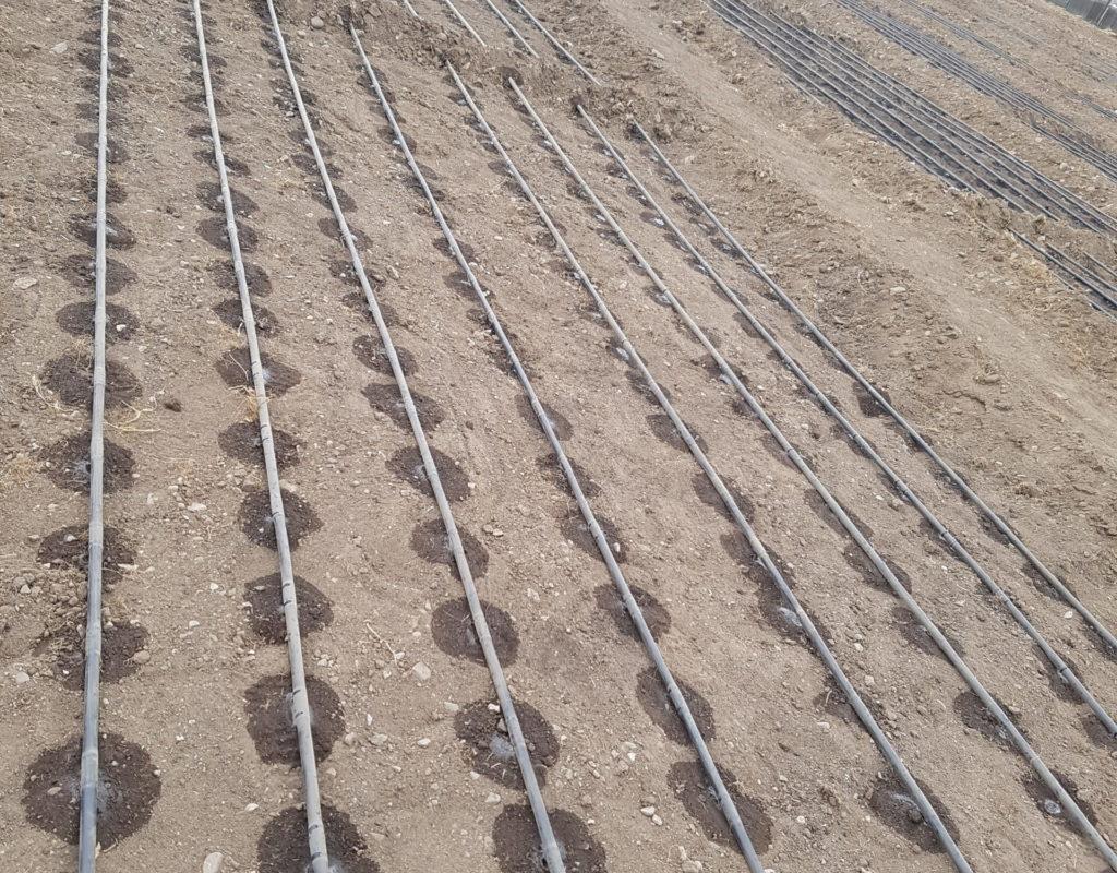 Urban forest frip irrigation system