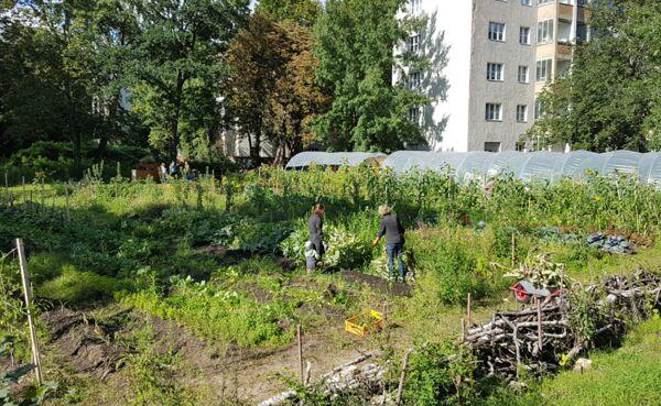 Vegetable patches and greenhouses