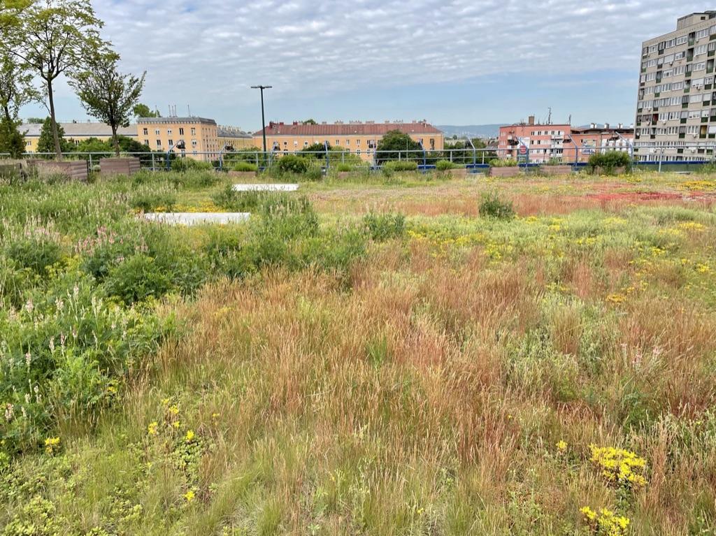 Late spring on the green roof
