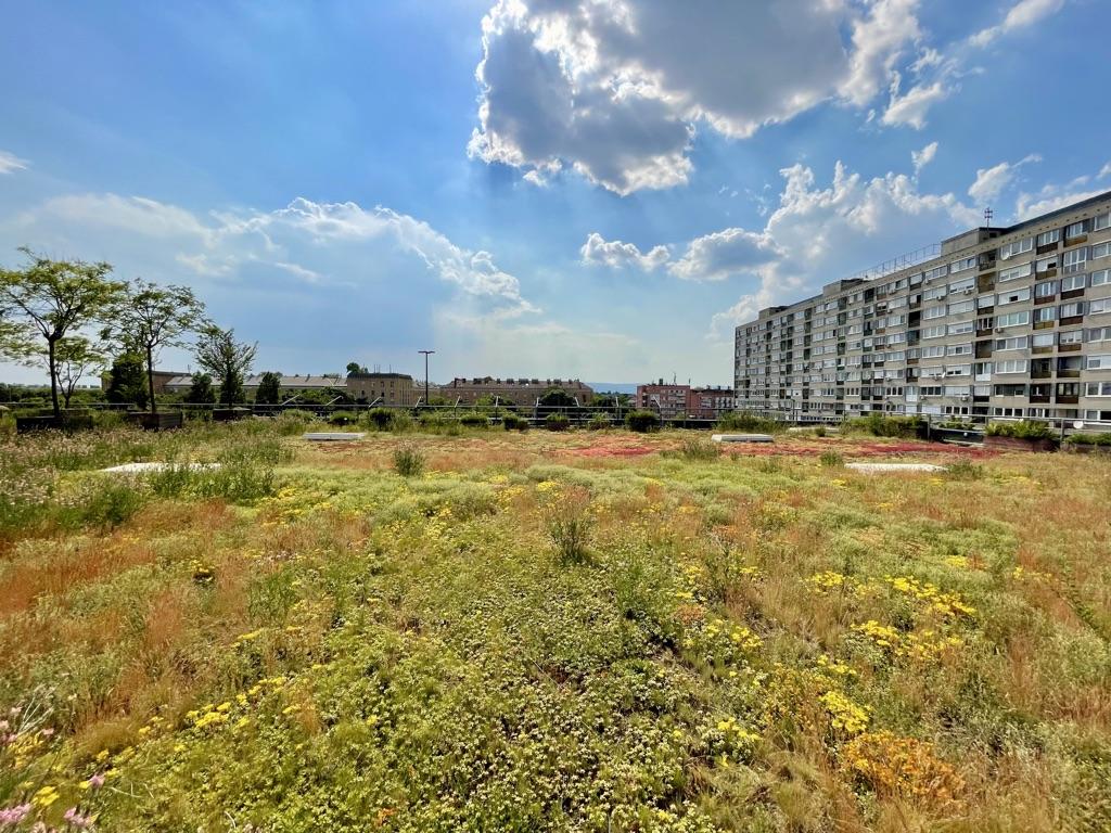Late spring on the green roof