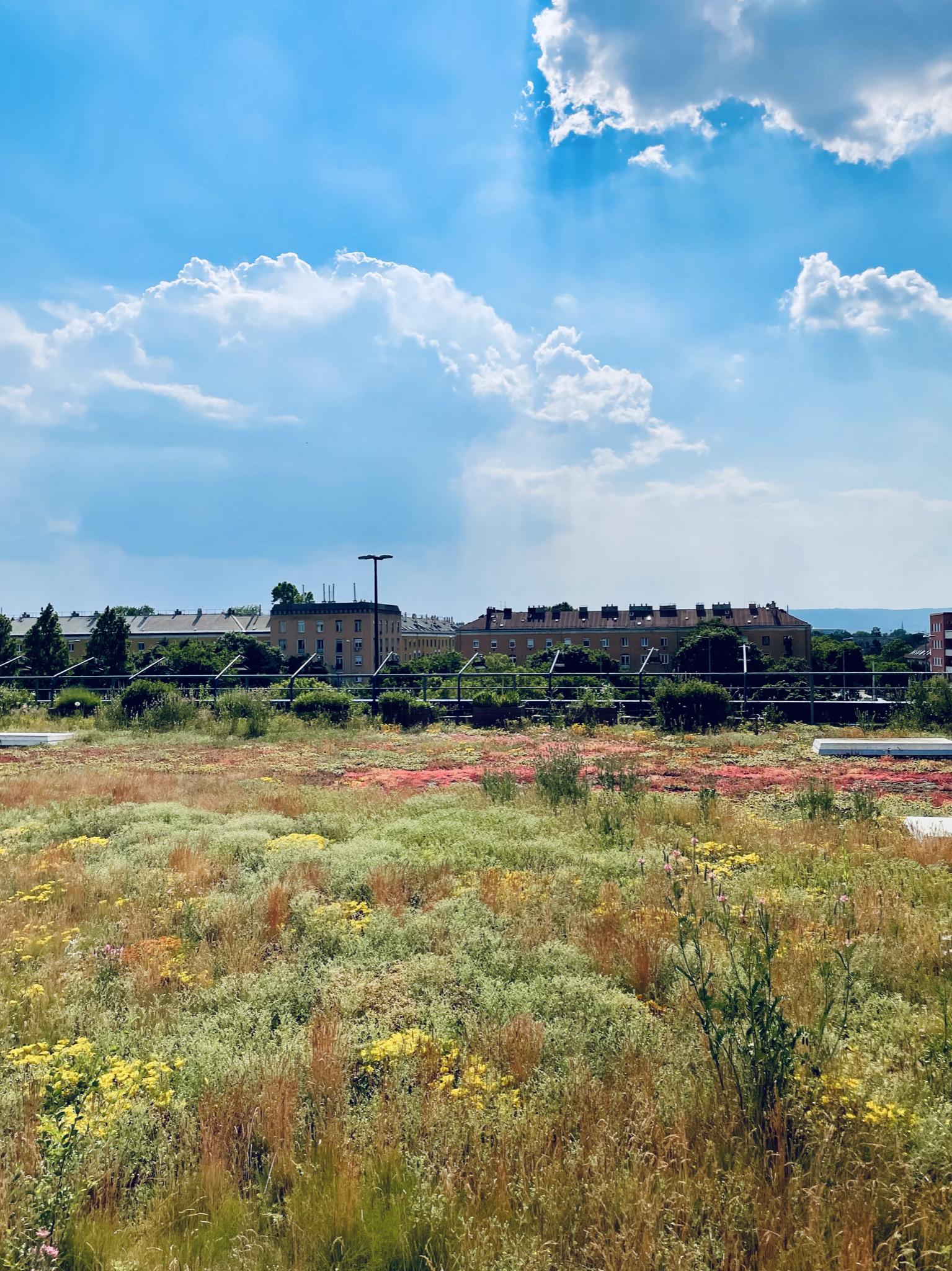 Late spring on the green roof