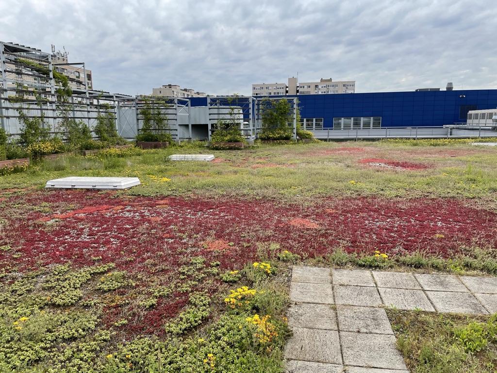 Late spring on the green roof