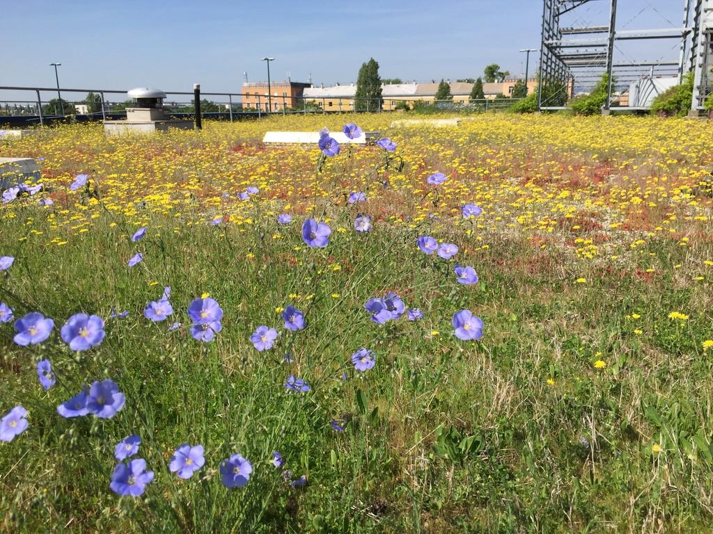 Late spring on the green roof - Linum perenne