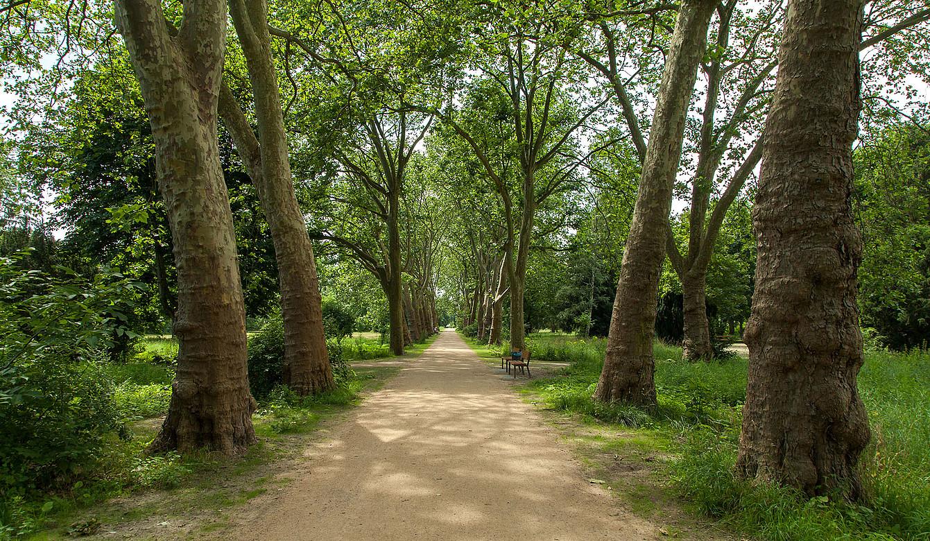 Path in the Anita Berber park