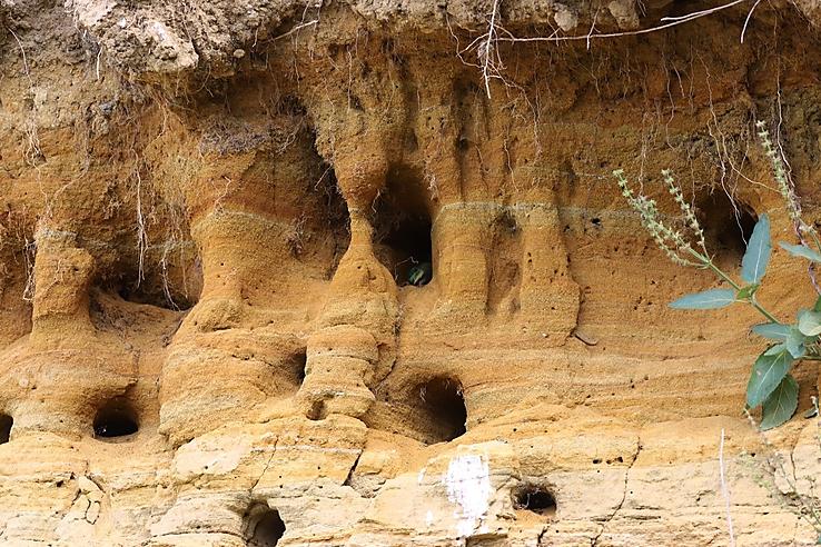 European bee-eater nesting holes in the sandwall at Miskloc-Goromboly
