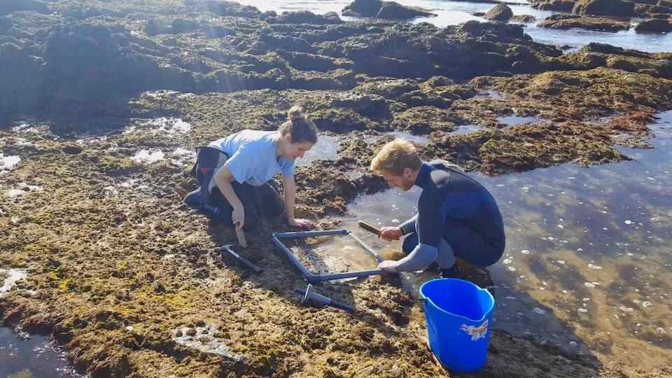 Kelp Forest Restoration Urban Nature Atlas Kelp Forest Restoration Urban Nature Atlas