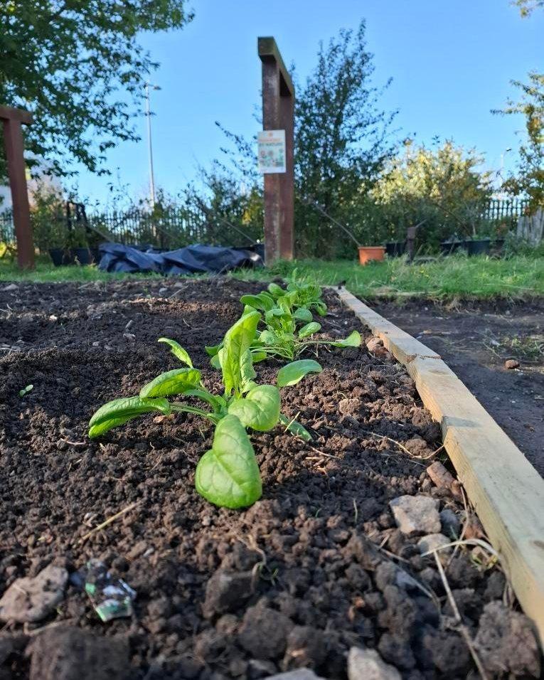 The City Farm Ballymun 