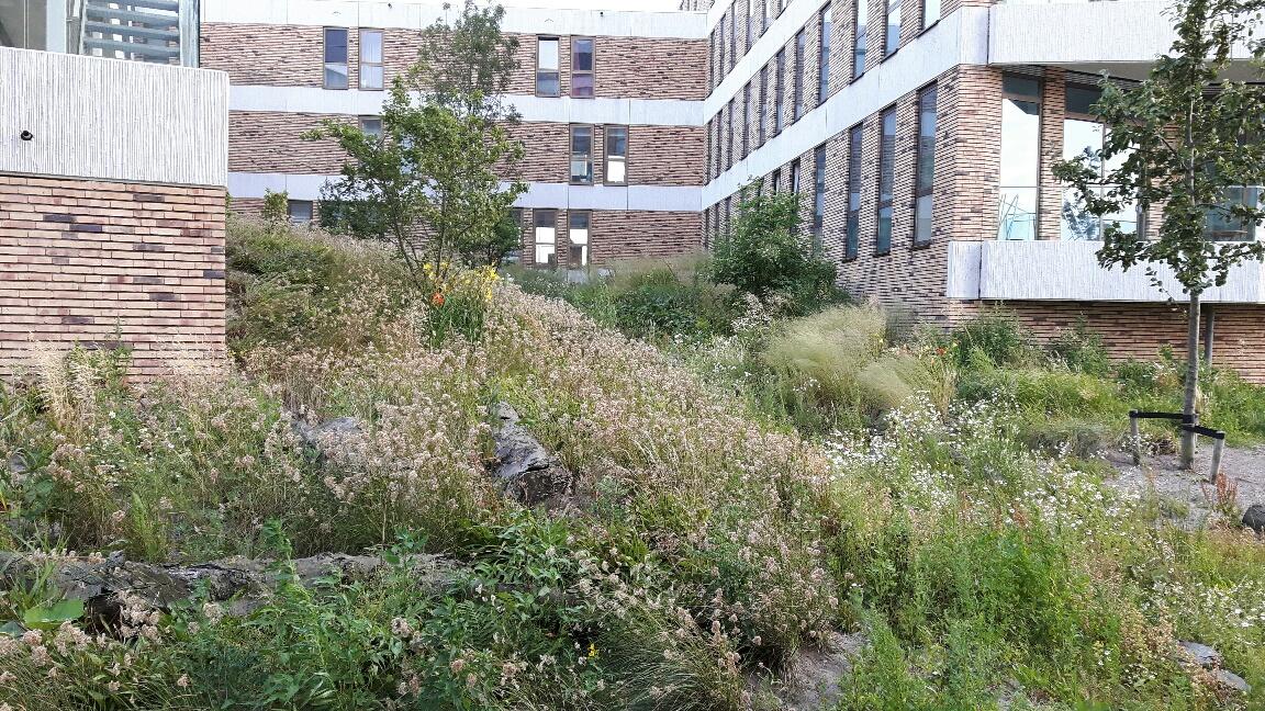 Rain Garden on City Island