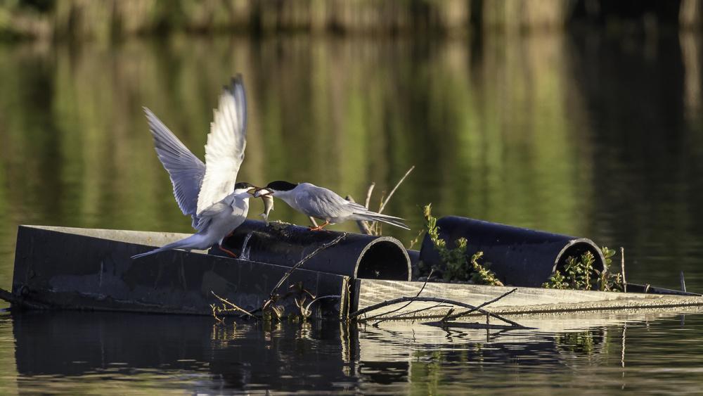 Birds at the Ecological Infrastructure at the Port of Antwerp