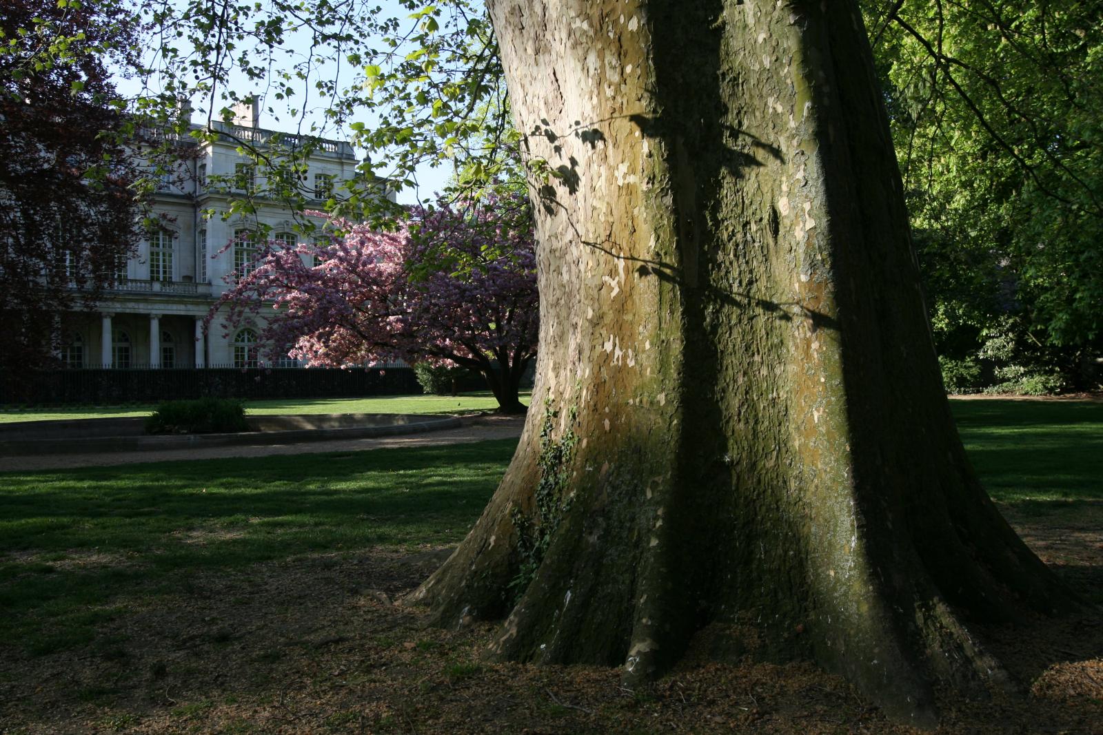 Charter for Trees (2011)